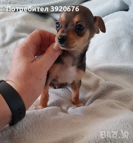 Пинчер - Чихуахуа, снимка 7 - Чихуахуа - 52921291