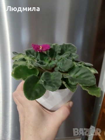 Африканска теменужка/Saintpaulia/Сенполия , снимка 4 - Стайни растения - 52512046