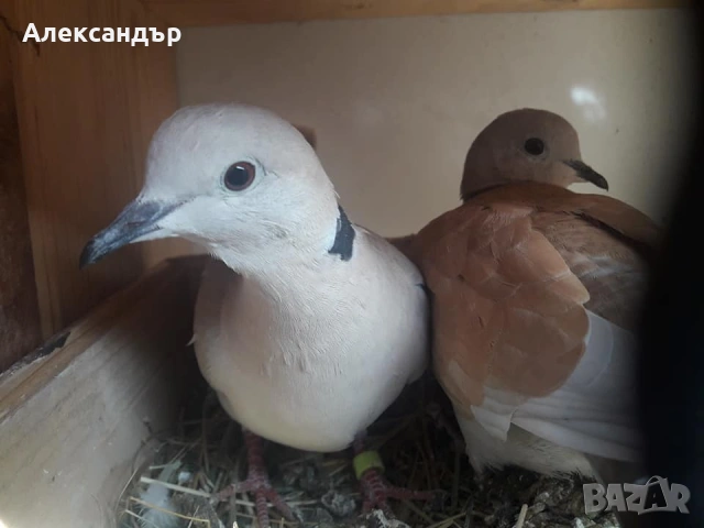 Смещи се гогутки