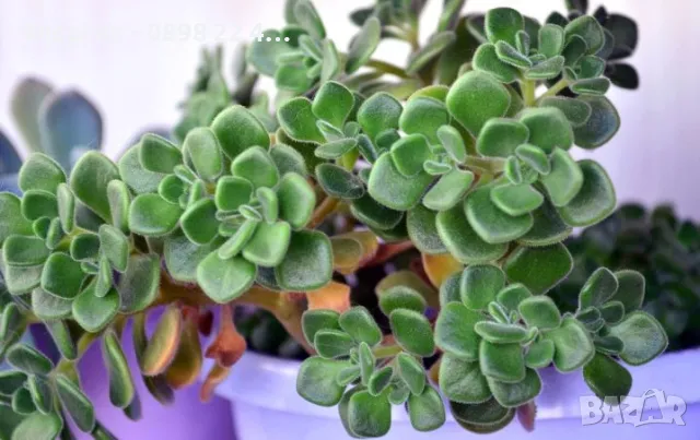 Разсад Дървото на парите, снимка 4 - Разсади - 49213254