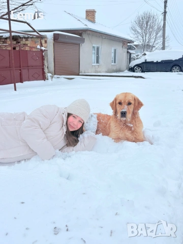 Голден Ретривар тарсим Дама 