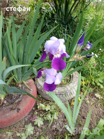 Продавам грудки ириси /перуника/, снимка 2 - Сортови семена и луковици - 53403461