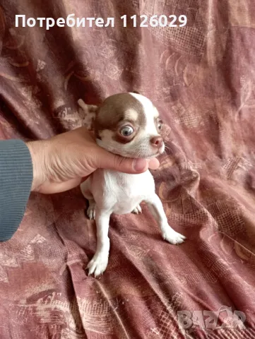 Чихуахуа момиче, снимка 1