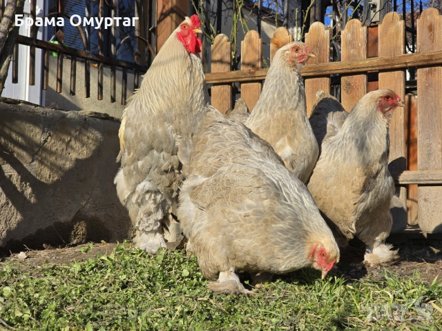 Продавам разплодни яйца от Брама Изабела/Brahma Isabella, снимка 7 - Кокошки и пуйки - 50242130