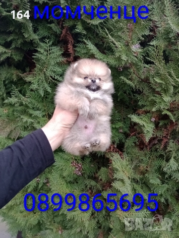 Мъжки Померани. Реални снимки ! , снимка 4 - Померан - 52605726