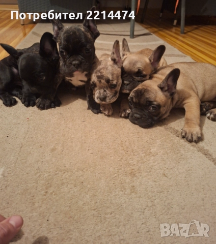 Френски булдочета, снимка 4 - Френски булдог - 52877847