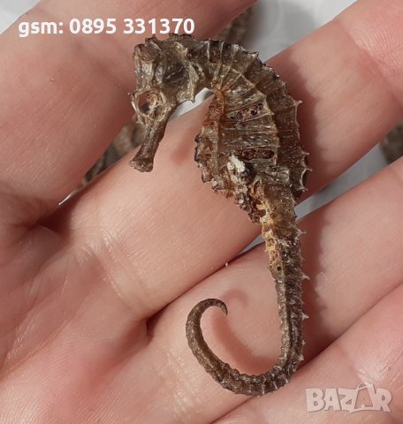 Стари, изсушени, сухи морски кончета, морско конче, снимка 2 - Други - 39884659