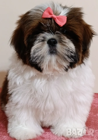 Shih Tzu baby FCI