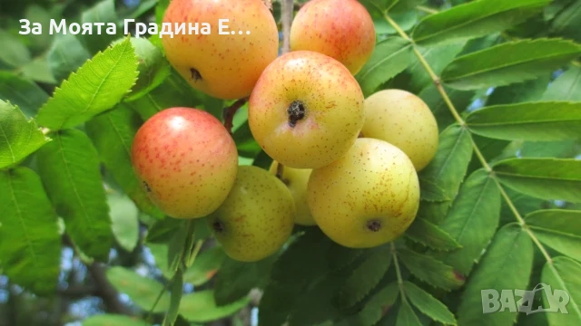 Скруша, снимка 2 - Градински цветя и растения - 53618653