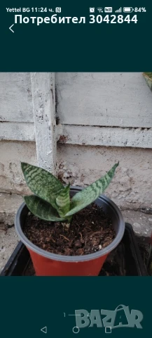 Сансеверия издънки, различни видове, Алое вера и седум , снимка 3 - Стайни растения - 50721551