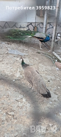 пауни 6 годишни