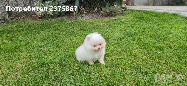 Женско померанче,померан, снимка 4 - Померан - 52910350