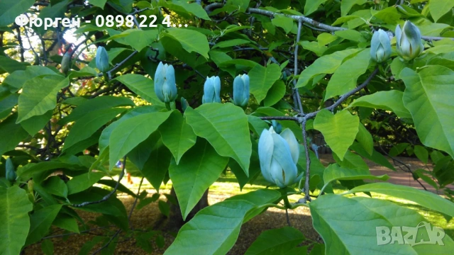 Магнолия Blue Babe (Magnolia acuminata ‘Blue Baby’), снимка 3 - Разсади - 53541779