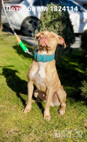 Питбул за разплод/pitbull rednose, снимка 5 - Питбул - 41796263