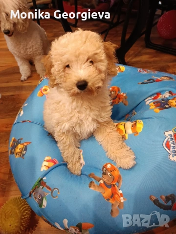 Чистокръвни Пудели , снимка 2 - Пудели - 52790911