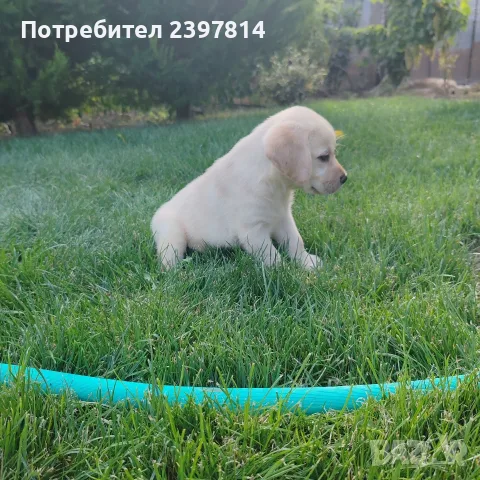 Лабрадор ретривър , снимка 13 - Лабрадор ретривър - 55743243
