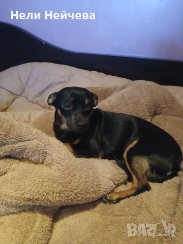 Мъжки пинчер, снимка 2 - Пинчер - 52965011