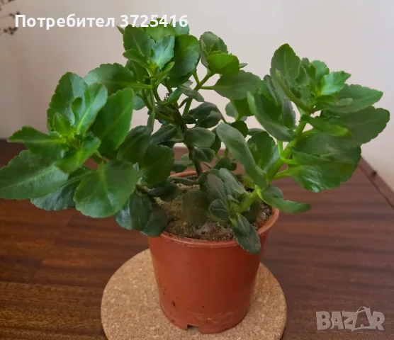 Каланхое, красиво и лесно отглеждащо се растение, снимка 2 - Стайни растения - 56229312