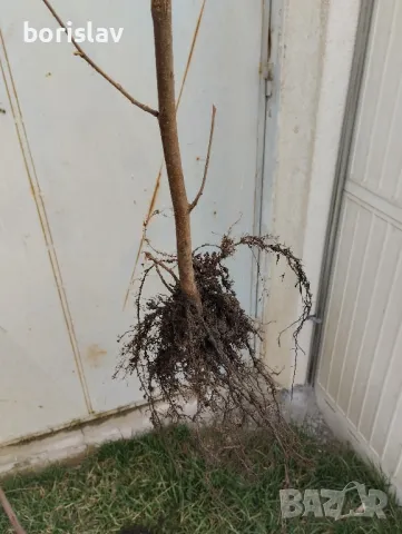 Лешници - Тонда джентиле, Ран трапезундски, Римски и Тонда ди джифони, снимка 9 - Разсади - 42337007