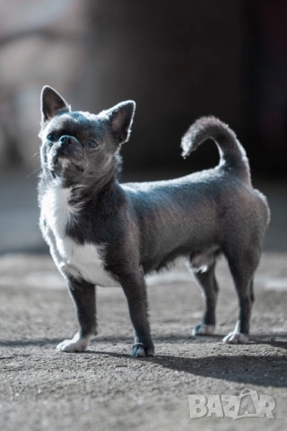 Синьо мъжко чихуахуа за разплод, снимка 6 - Чихуахуа - 52299258