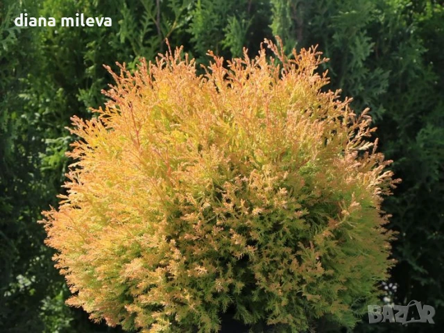 Западна туя Рейнголд (Thuja occidentalis Rheingold), студоустойчива, снимка 2 - Градински цветя и растения - 37392581