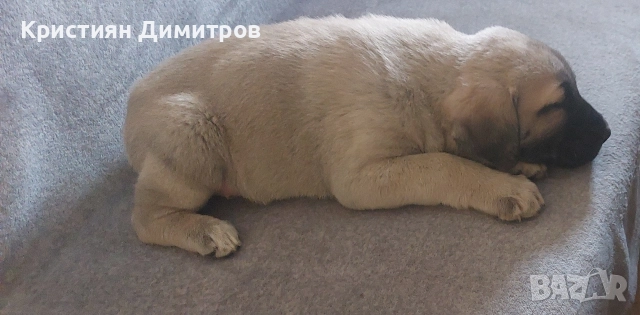 Продавам мъжко кангалче , снимка 4 - Кангал - 52844590