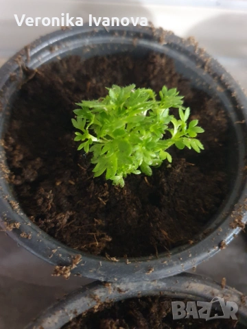 Саксифрага, снимка 4 - Градински цветя и растения - 53078223