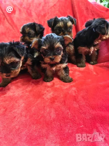 Йорки йоркширски териер Гр. София, снимка 6 - Йоркширски териер - 48058005