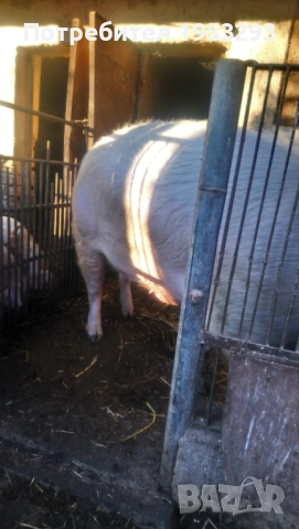 Прасе огромно българска бяла  , снимка 3 - Прасета - 52755131