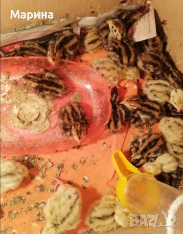 Пъдпъдъци ,гр.Свищов, снимка 2 - други­ - 45681936