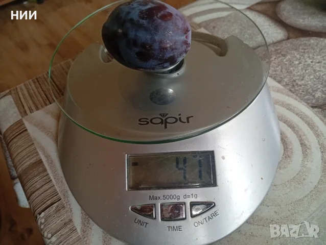 Продавам сини сливи Стенлей , снимка 2 - Други - 55949547