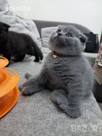 Шотландски клепоухи бебета , снимка 13 - Британска късокосместа - 24994547