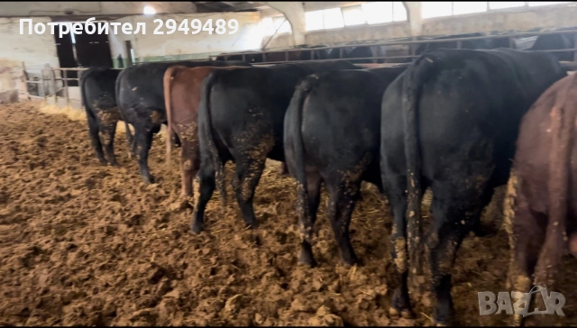 Месодайни телета -17,50лв за цялото месо, снимка 2 - Крави - 52834247