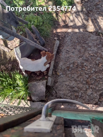 джак рьсел, снимка 3 - Джак ръсел териер - 52381723