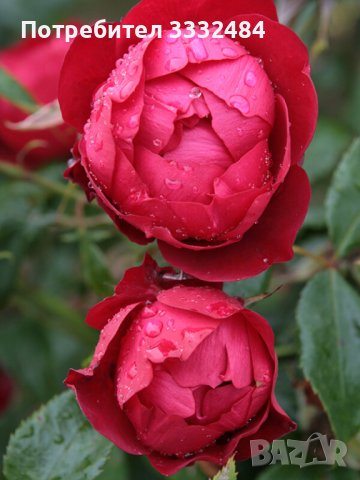 Роза 2, снимка 2 - Градински цветя и растения - 41777185