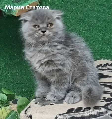 Британски и шотландки котета, снимка 2 - Британска късокосместа - 55710488
