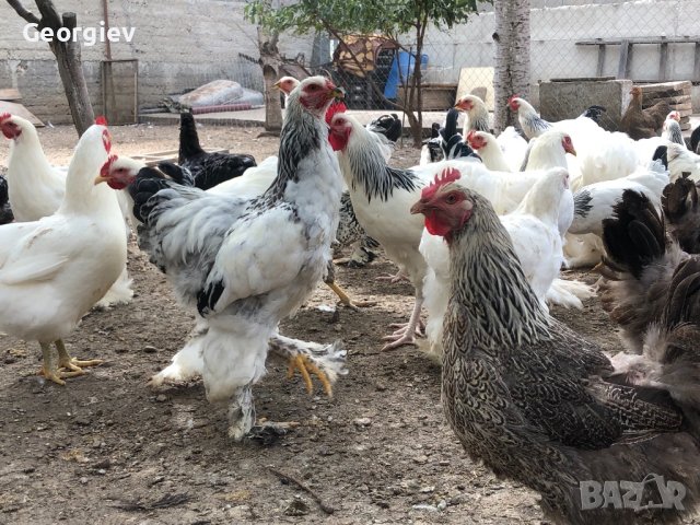 Колумбийска Брама , снимка 9 - Кокошки и пуйки - 42568589