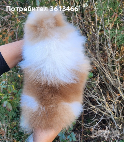 Миниатюрен мъжки померан с всички ваксини , снимка 5 - Померан - 52813586