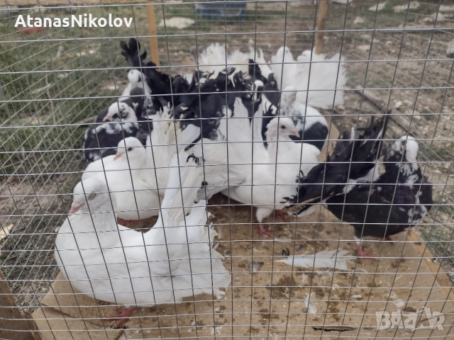 Фенерлии Гълъби, снимка 4 - Гълъби - 51709153