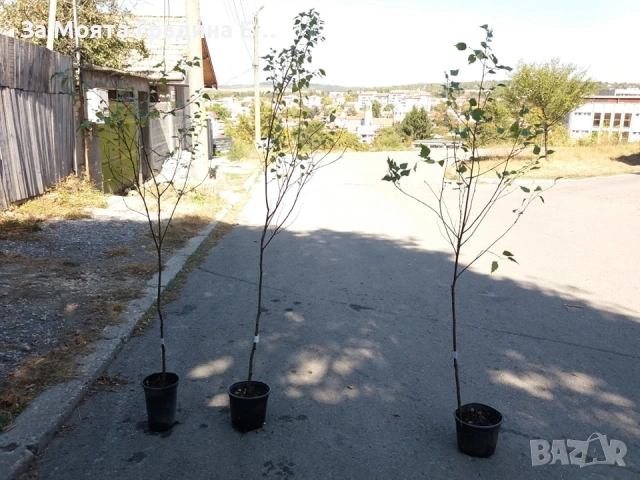 Бреза и Върба, снимка 4 - Градински цветя и растения - 53744199