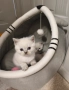 Британски късокосмести котенца , снимка 5