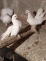 Продавам гълъби *, снимка 4