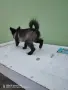 померан шпиц немски  , снимка 3
