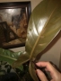 Резник philodendron Florida Bronze , снимка 2