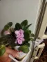 Теменужка, теменужки, сенполия розова, розов цвят , снимка 13