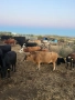 Продавам стадо месодайни крави , снимка 9