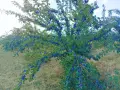 Продавам Био Сини Сливи, снимка 2