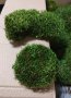 Косовиден скандинавски естествен мъх - Hair Moss, снимка 4