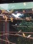 продавам канарчета , снимка 3