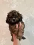 Бебета пуделчета , снимка 2